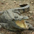 Gli Animali Selvatici di Fronte alla Crisi Climatica Globale